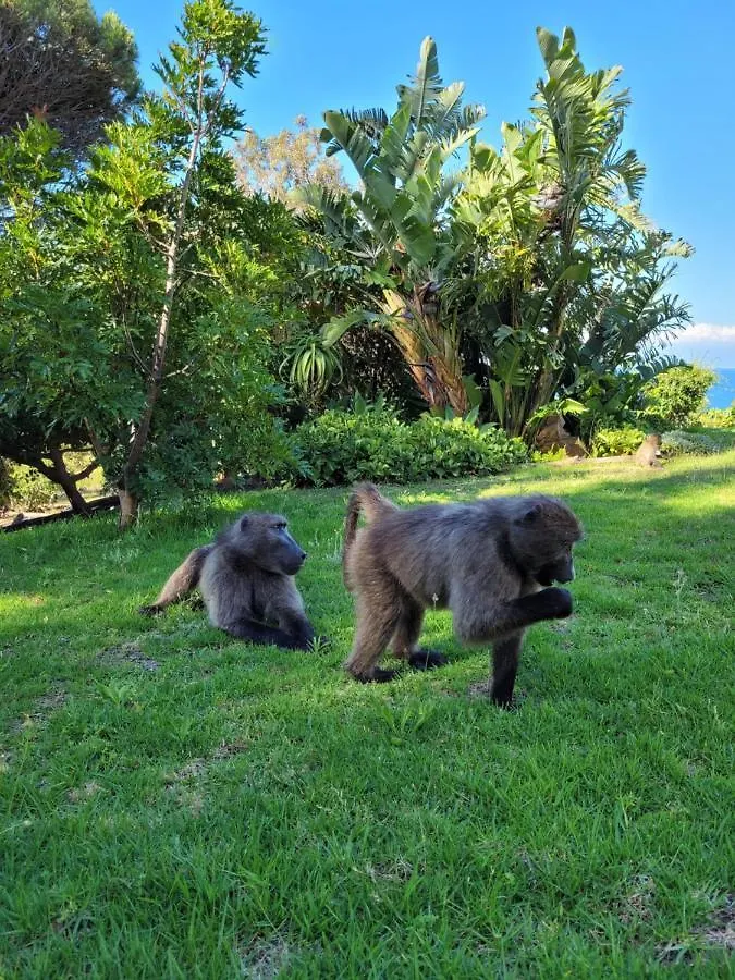 Appartement Froggy Farm Self Catering à Simonʼs Town